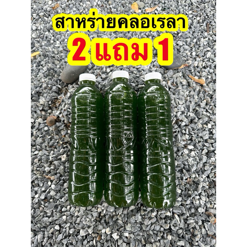 น้ำเขียวเลี้ยงไรแดง  อามิ อามิ 2 แถม 1 ราคา  45 บาท !!! สาหร่ายคลอเรลา 100% ไรแดงมาโคร โครปา ปลากัด macrocropa