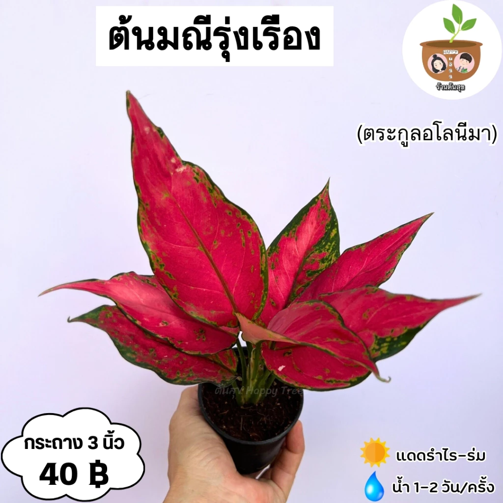 ต้นมณีรุ่งเรือง จัดส่ง 2 ต้นขึ้นไป คละแบบได้