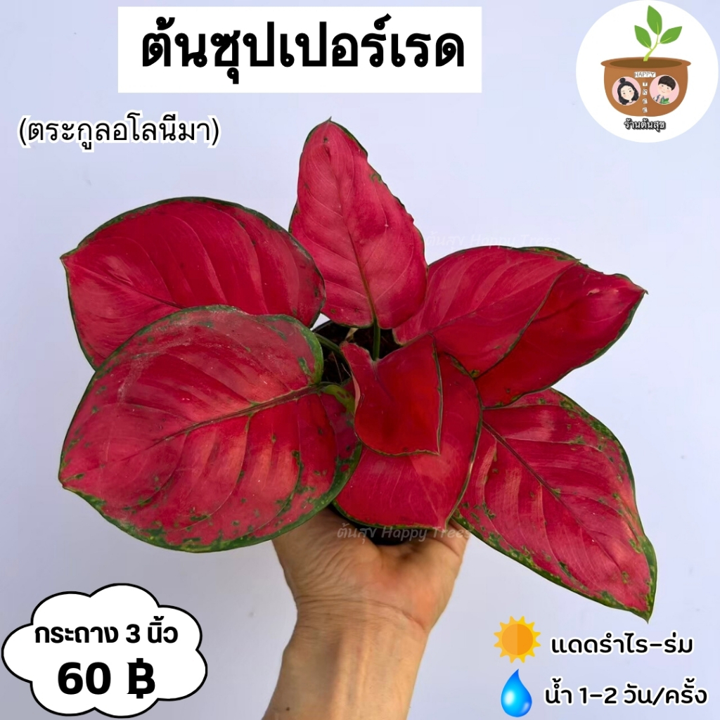 ต้นซุปเปอร์เรด จัดส่ง 2 ต้นขึ้นไป คละแบบได้