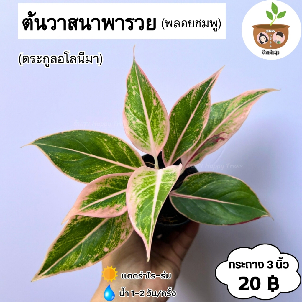 ต้นวาสนาพารวย จัดส่ง 2 ต้นขึ้นไป คละแบบได้