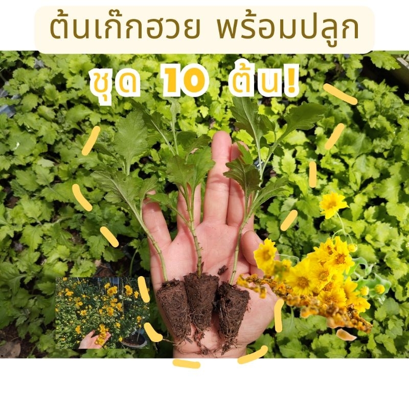 ต้นพันธุ์เก๊กฮวย ส่งแบบถอดราก พร้อมลงปลูก ปลูกโชว์ ปลูกทำจุดถ่ายรูปเช็คอิน ดอกเก็บใช้ทำชาได้
