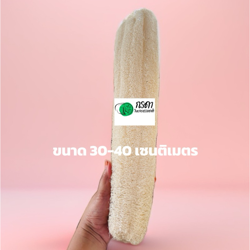 ใยบวบขัดผิว ยาว30-35ซม. ใยหนา ใยบวบธรรมชาติ