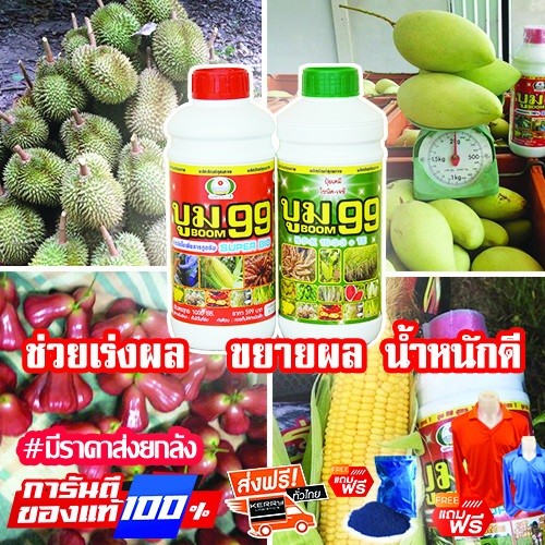 ปุ๋ยน้ำบูม99 (ร้านใหม่) 🔥ส่งฟรี แถมเสื้อ เพิ่มผลผลิตผลไม้ และพืชสวน🍉