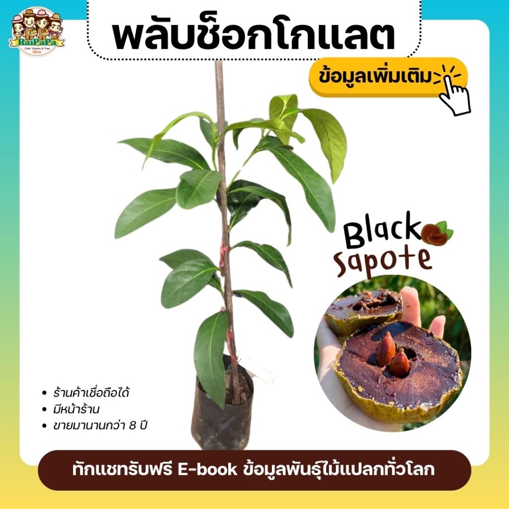 ต้นพลับช็อกโกแลต Black Sapote ผลไม้แปลก เพาะเมล็ด รสชาติเหมือนช็อกโกแลตพุดดิ้ง