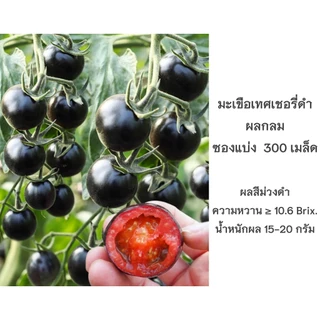 เมล็ดมะเขือเทศเชอรี่กลม มะเขือเทศจิ๋ว 200เมล็ด/300เมล็ด CherryTomato/Pearl Tomato