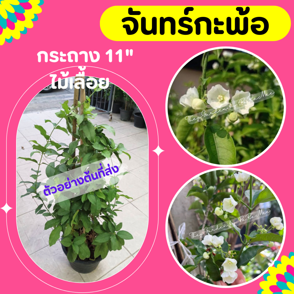 ต้นจันทร์กะพ้อ #จันทร์กระพ้อ #ไม้เลื้อย