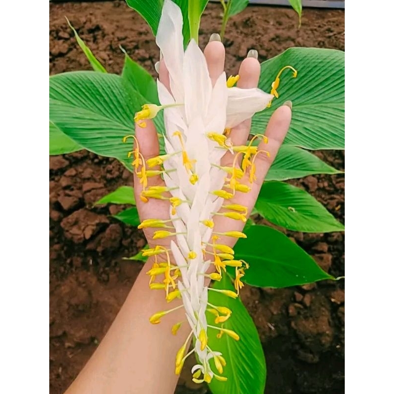 หัวพันธุ์ดอกเข้าพรรษา  6 - 8 เหง้า  สีขาวช่อฟู ๆ