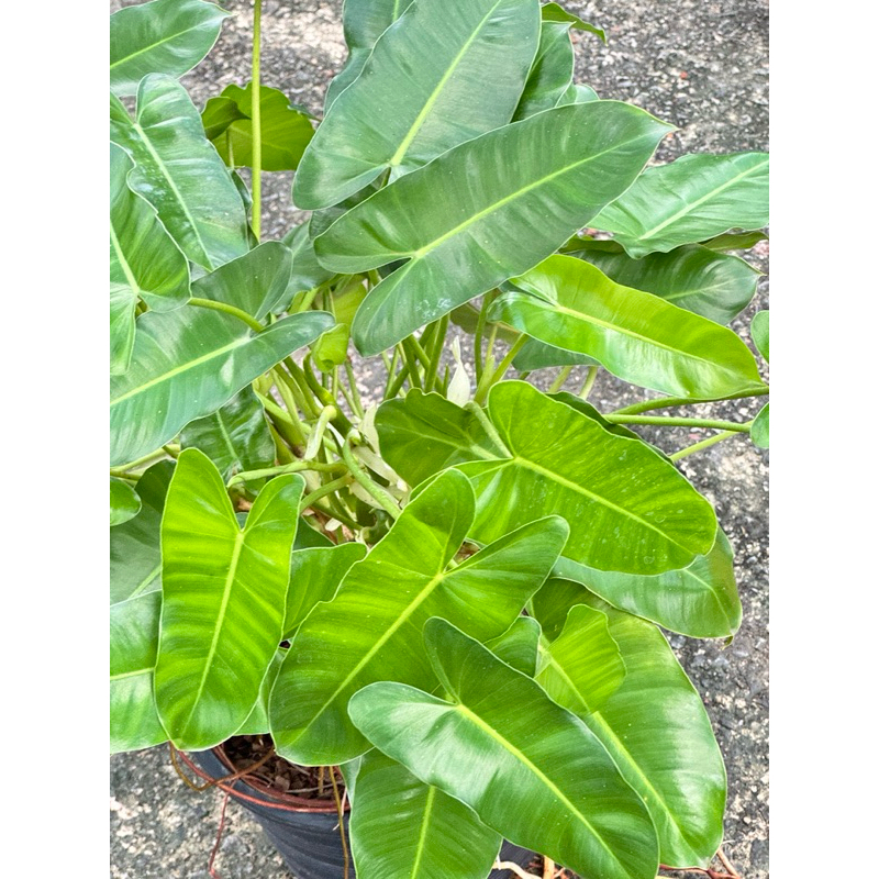 มุมมอง 4