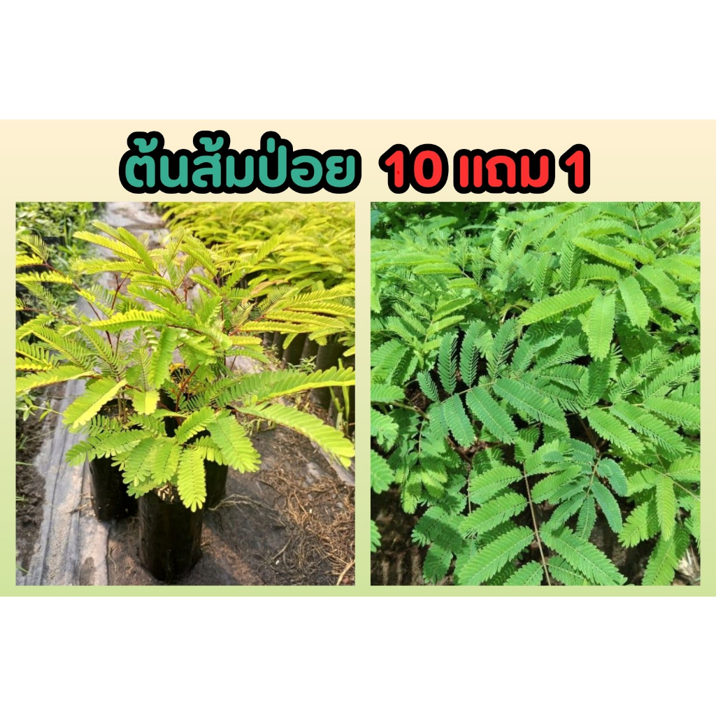 ต้นส้มป่อย ส้มป่อย​ สมุนไพรไทย พืช ผักสวนครัว ปลอดสาร ตกแต่งบ้าน สวน ผักทานได้ ยารักษา ต้นไม้ ดินปุ๋ย ธรรมชาติ ปลูกง่าย