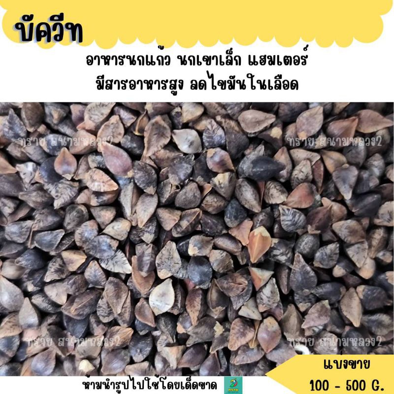 บัควีท  (แบ่งขาย 200-500G.) อาหารนกแก้วขนาดเล็ก-กลาง แฮมเตอร์