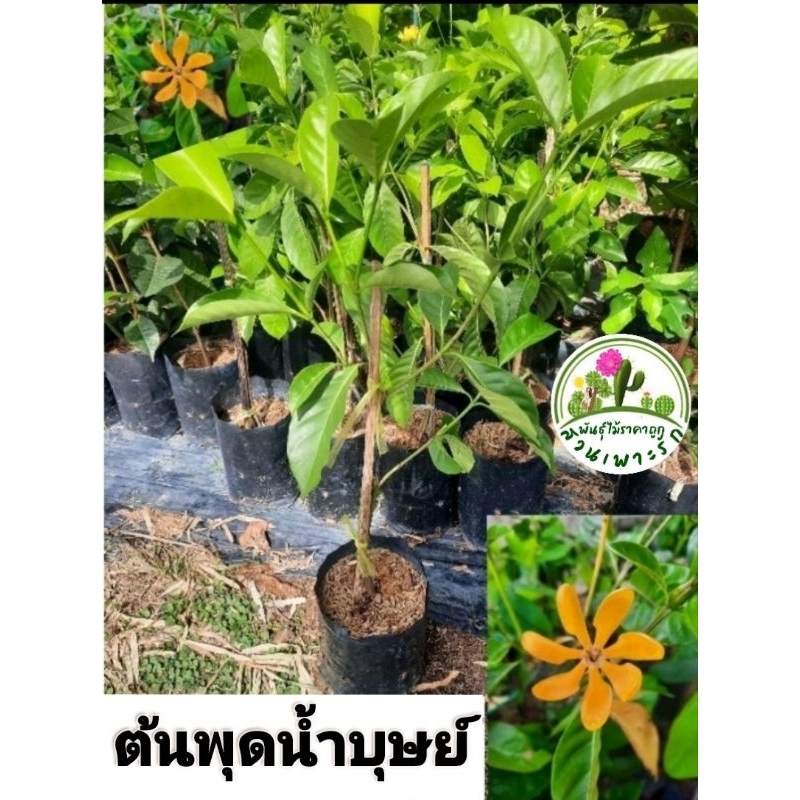ต้นพุดน้ำบุษย์  ไม้ดอกหอม ราคา ถูกที่สุด ดีลบีเคเค รูปภาพหลัก