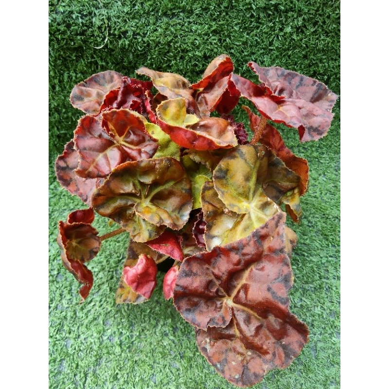 ต้นบีโกเนีย"Peter Sharp"[ Begonia"Peter Sharp" ] ไม้ในกระถาง3"