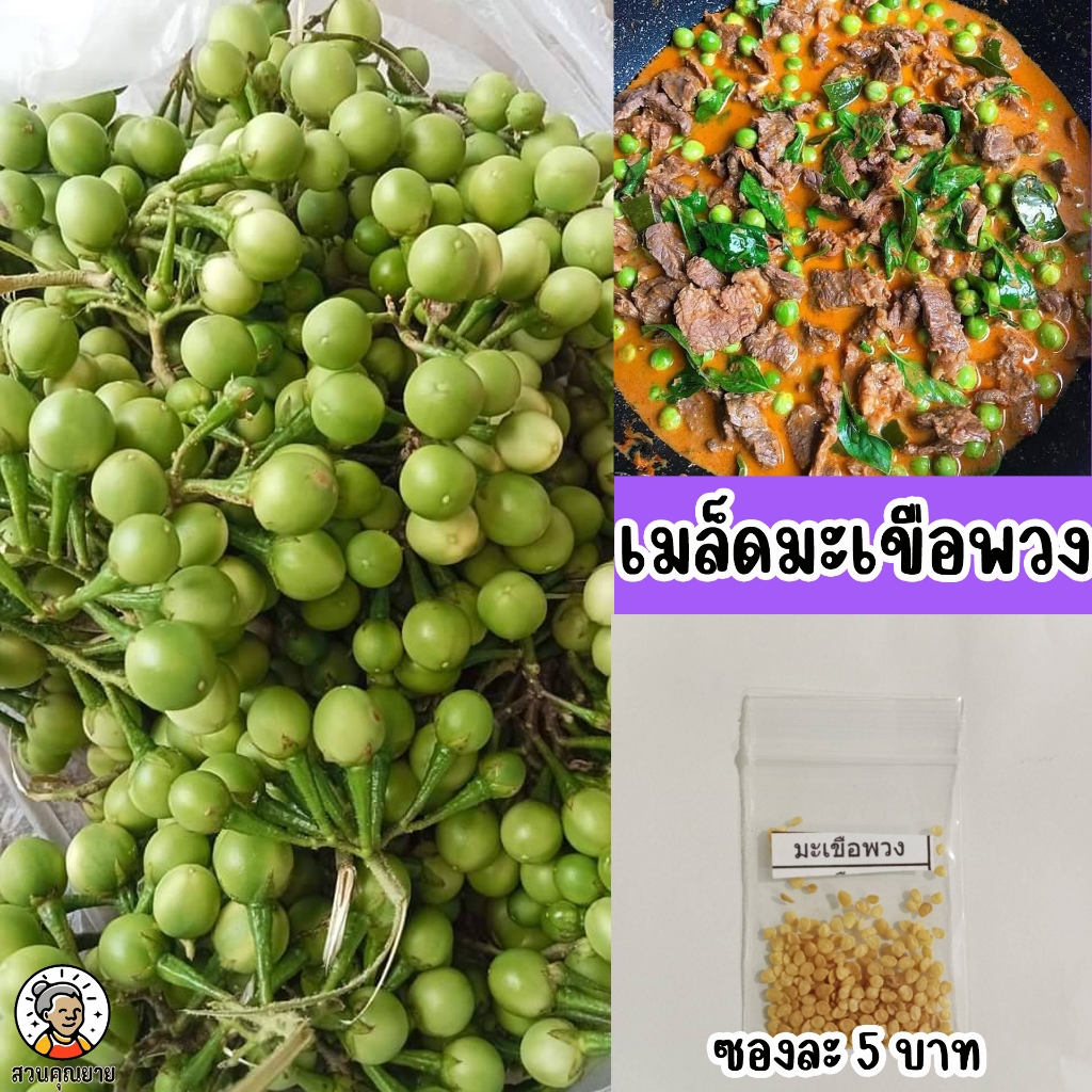 เมล็ดพันธุ์มะเขือพวง ไร้หนาม ต้นแข็งแรง ช่อใหญ่ ติดผลดก