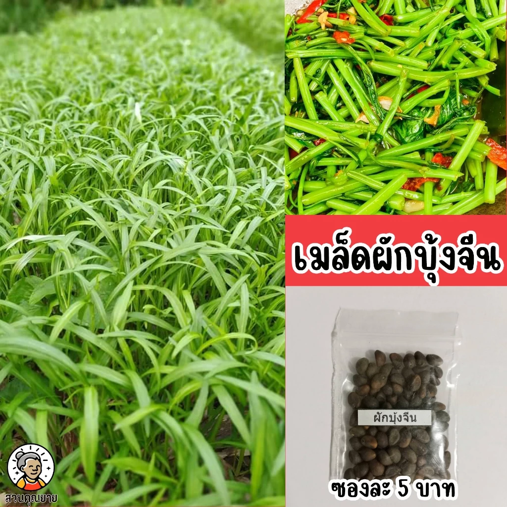 เมล็ดผักบุ้งจีน เติบโตไว แข็งแรง ใบเขียวเรียวยาว น้ำหนักดี ผักบุ้งใบเล็กเรียวยาว ลำต้นตรง ปลูกง่าย