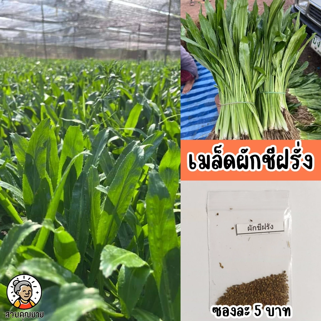 เมล็ดพันธุ์ผักชีฝรั่ง พันธุ์หอมนวล ใบดก ใหญ่ มีกลิ่นหอม ปลูกง่าย โตไว