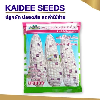 เมล็ดข้าวโพดขาวม่วง Waxy Corn Seed ตราตะวันต้นกล้า ขนาด500กรัม เมล็ดพันธุ์ข้าวโพด เมล็ดข้าวโพด