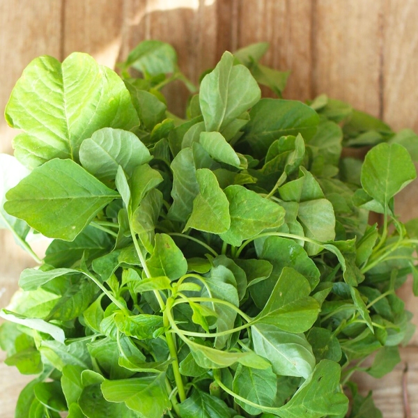 ผักโขมอบชีส10แถม1!!ถูกที่สุด 10 บ.เมล็ดพันธุ์ผักโขมอบชีส รูปที่ 8