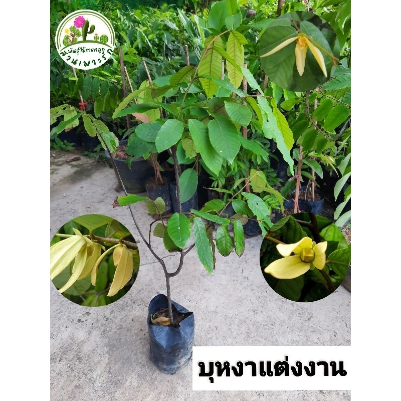 ต้นบุหงาแต่งงาน บุหงาเเต่งงาน  ไม้โบราญดอกหอม