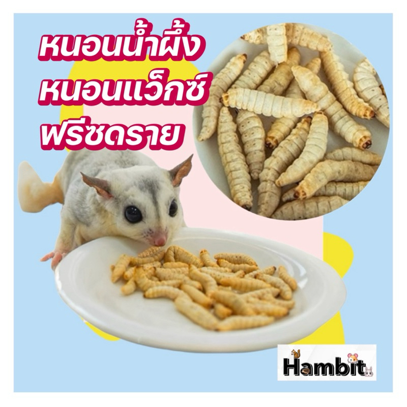 Hambit. หนอนน้ำผึ้ง หรือ หนอนแว็กซ์ ฟรีซดราย ชูการ์ เม่น แฮมเตอร์ โปรตีนสูง คัดหนอนสวยพิเศษ ขนาด 10 กรัม ฟรีซ-40องศา
