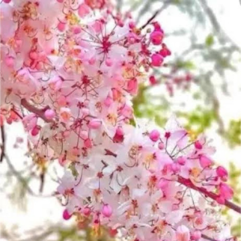 ต้นคูณชมพู เพาะเมล็ด(ชุด3ต้น129บาท) สินค้าพร้อมส่ง ตรงปก ทางร้านมีเคลมฟรีค่ะ!