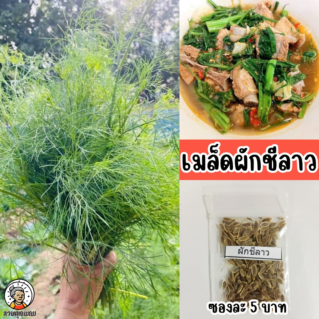 เมล็ดพันธุ์ผักชีลาว หอมแซบ มีกลิ่นหอมเป็นเอกลักษณ์ 1 ซองบรรจุ 300-400 เมล็ด ปลูกง่ายโตไว