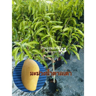 มะม่วงน้ำตาลเตา ต้นทาบกิ่ง ขนาดต้นสูง 1 เมตร