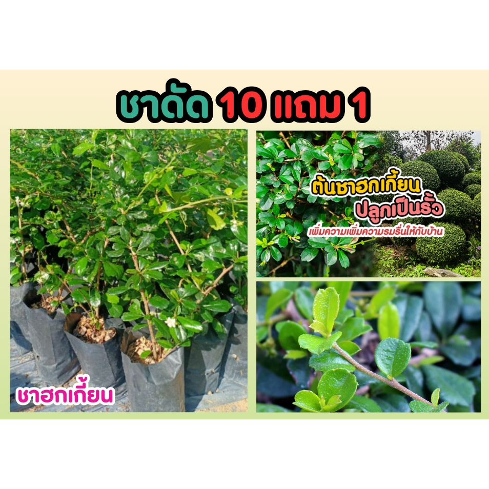 ชาดัด​ เลี้ยงง่าย​ โตไว ชาฮกเกี้ยน​ ​ทนแดด ไม้ดัด ไม้ทำรั้วบ้าน สวนรอบบ้าน ฟอกอากาศ ให้ความร่มรื่น ไม้เลื้อย ปลูกง่าย