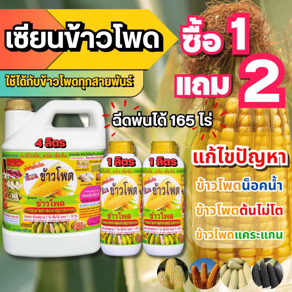 เซียนข้าวโพด 1 แกลลอน แถม 2 ลิตร ฮอร์โมนข้าวโพด ฉีดพ่นทางใบ อาหารพืช