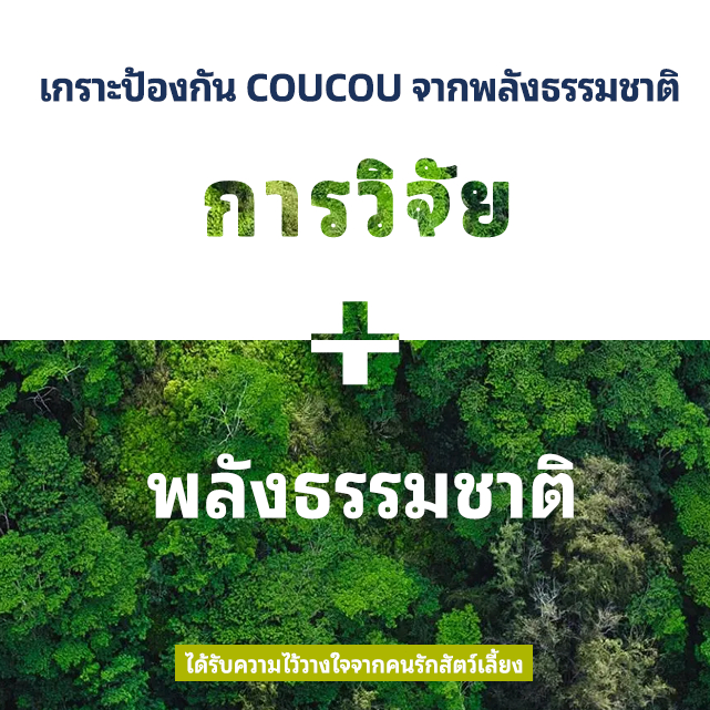 COUCOU  250 ml สเปรย์กำจัดเห็บหมัด กำจัดเห็บหมัด แก้ขี้เรื้อนสุนัข แมว เชื้อรา ยีสต์ คันเกา - รูปที่ 7