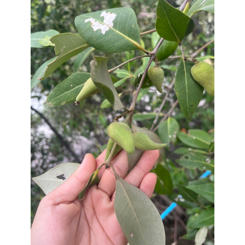 ลูกแสม เมล็ดแสม สำหรับนำไปเพาะกล้าเอง จำนวน 20 เม็ด