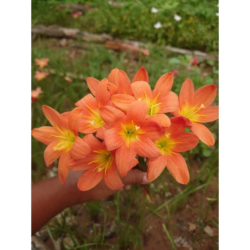 บัวดินสีส้ม ออเรนจ์ เอ็นเค Z. Orange NK