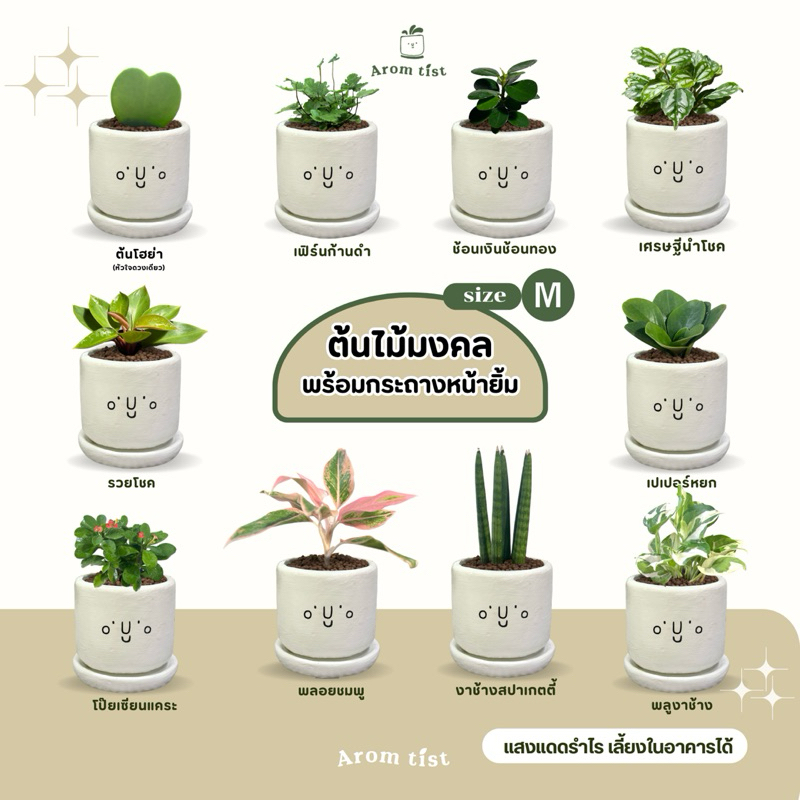 ต้นไม้มงคลฟอกอากาศ ตั้งโต๊ะทำงาน กระถางหน้ายิ้ม ดูแลง่าย มอบเป็นของขวัญ