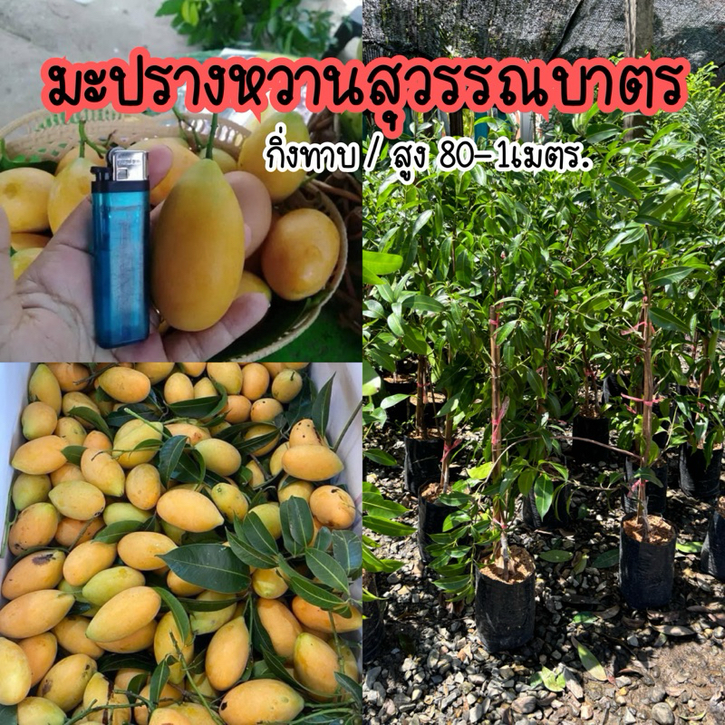 ต้นมะปรางหวานสุวรรณบาตร กิ่งทาบ/สูง1เมตร ฟอร์มต้นสวย พร้อมปลูก