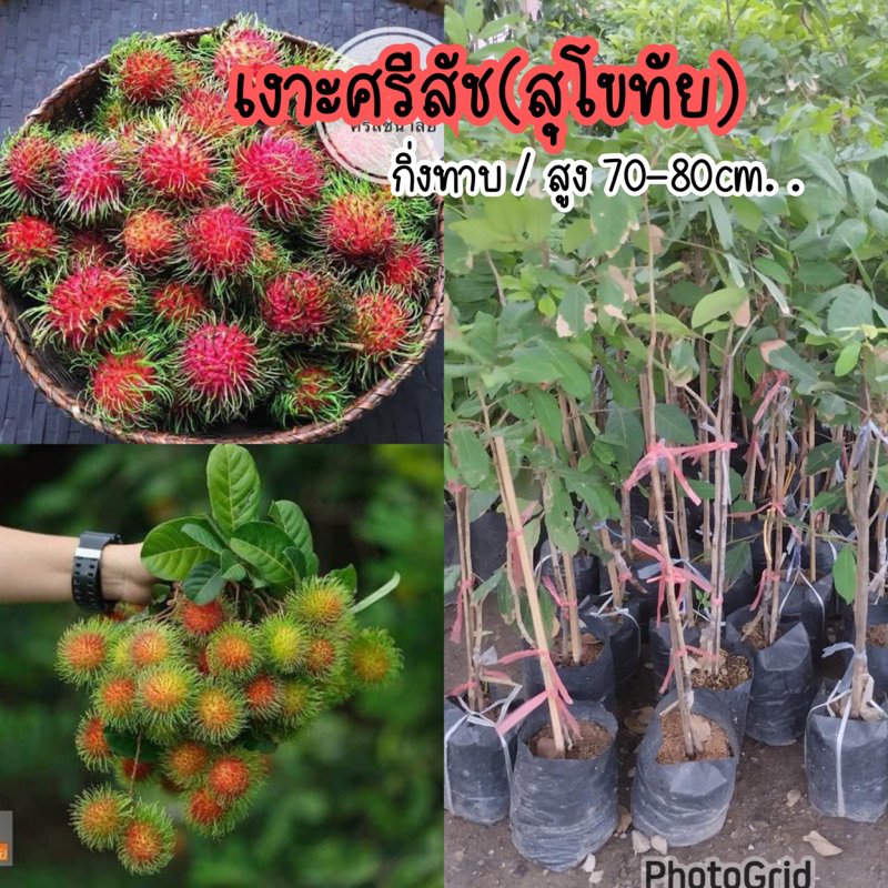 ต้นเงาะศรีสัช (เงาะขุนเดช) ของจ.สุโขทัย กิ่งทาบ/สูง70-80ซม. ต้นพร้อมปลูก