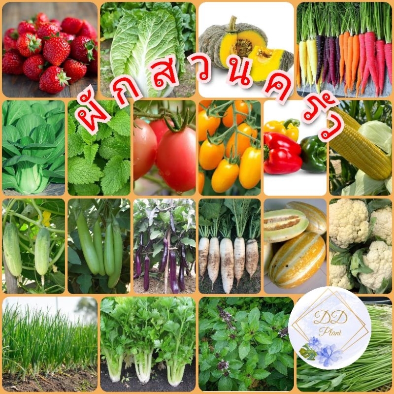 เมล็ดพันธุ์​ผักสวนครัว คะน้า​ ผักบุ้ง พริก แครอท ผักเคล ผักชี มะเขือ หัวไชเท้า คื่นช่าย กวางตุ้ง