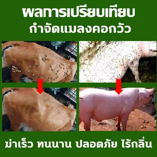 ได้ผล1000% กำจัด เหา ไร เห็บ หมัด ฉีดเดียวก็ตาย สเปรย์กำจัดเห็บหมัด500ml สูตรพืช ไม่ทำร้ายสัตว์เลี้ยง ยาฆ่าเห็บหมัด