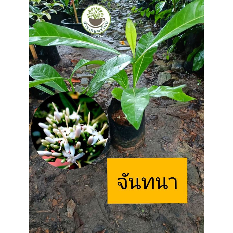 ต้นจันทนา ไม้ดอกหอม ไม้ไทยหายาก จันทนา