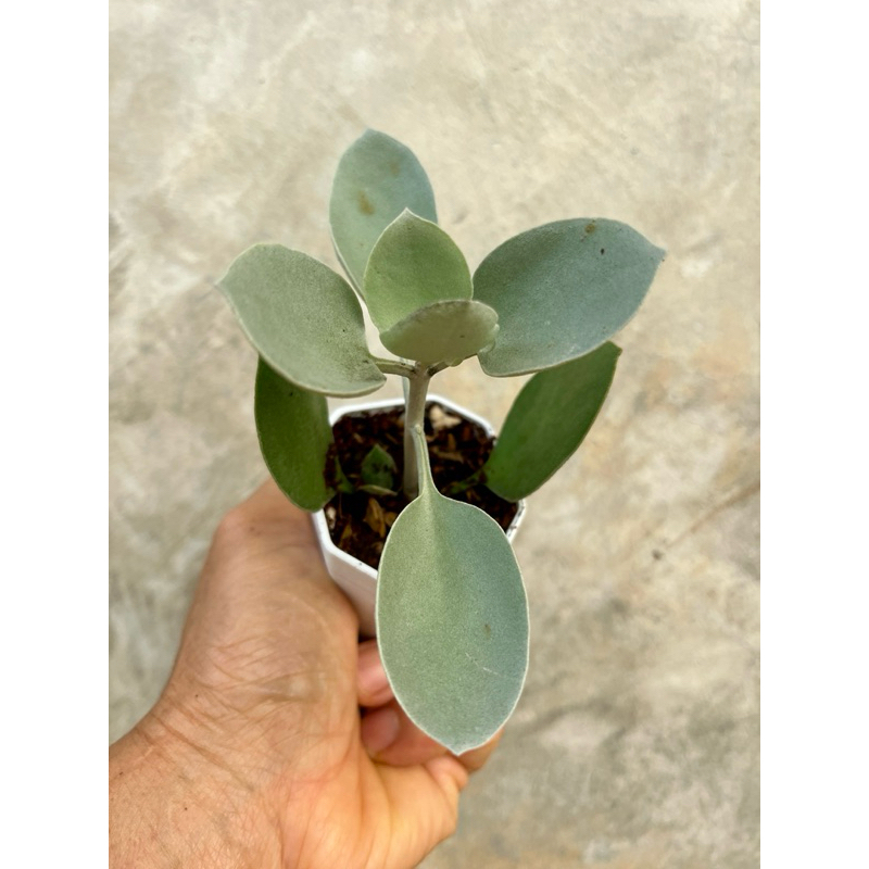 Kalanchoe Silver Spoons Orgyalis (ต้นช้อนเงิน) จัดสวนถาด กุหลาบหิน ไม้อวบน้ำ ขนาดกระถาง 2 นิ้ว
