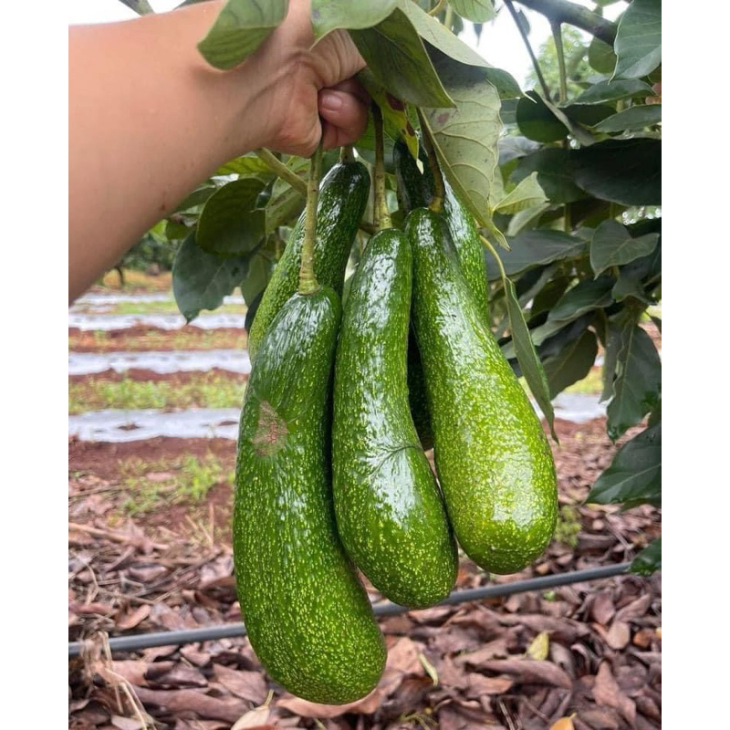 🥑 อาโวคาโด 034 🥑 1 กิโลกรัม !! พร้อมส่ง 🌷