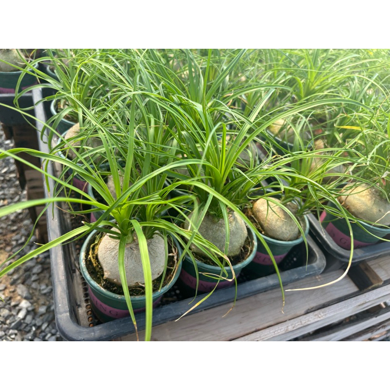 ปาล์มแส้ม้า แส้ม้าหัวโต หรือ แส้หางม้า (Nolina recurvata) กระถาง5นิ้ว