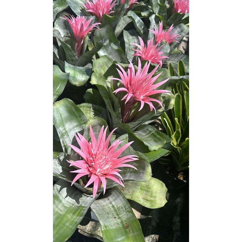 สับปะรดสี​แอคเมีย​ แจกันเงิน สวย มงคล กระถาง8นิ้ว #สับปะรดสี Aechmea fasciata,(silver vase, urn plan