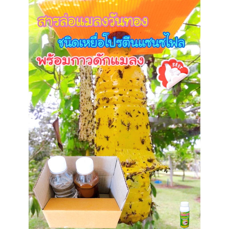 สารล่อแมลงวันทองชนิดเหยื่อโปรตีนแซนซไฟลพร้อมกาวดักแมลง(เหยื่อโปรตีนและกาวดักแมลงขนาด120ซีซี)