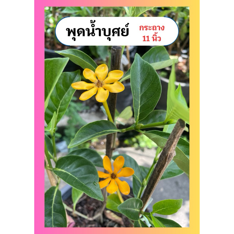 ต้นพุดน้ำบุศย์ ดอกหอม ออกดอกทั้งปี เลี้ยงง่าย ทนแดด กระถาง11นิ้ว