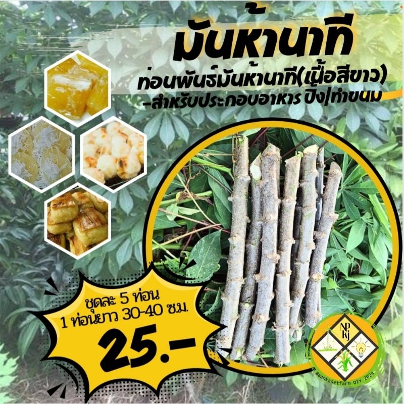 มันห้านาที 5 ท่อน ราคา 25.- (มีราคาส่ง) ใช้ประกอบอาหาร ปิ้งย่าง ทำขนม วัตถุดิบขนมไทย