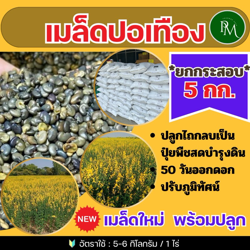 ปอเทือง เมล็ดปอเทือง 5 กก.