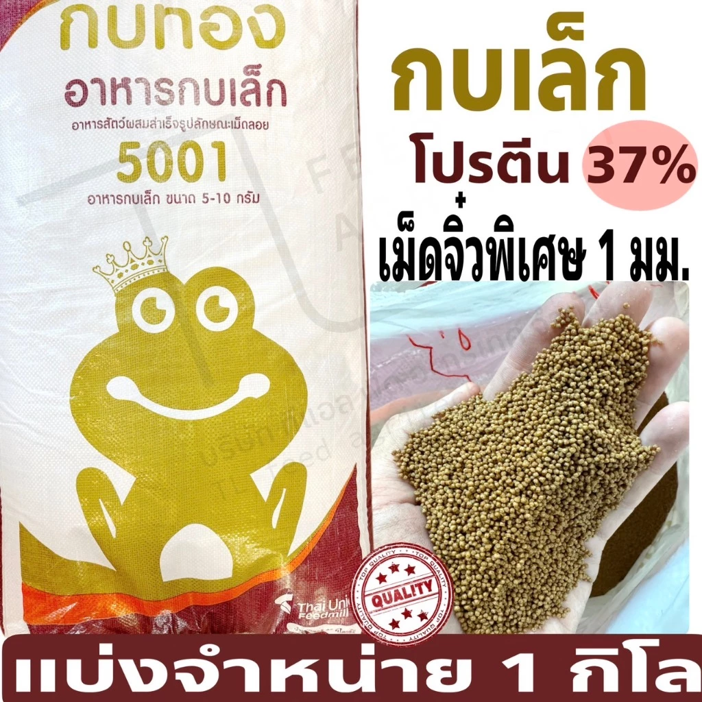 อาหารกบ กบเล็ก เม็ด จิ๋ว, เล็ก อาหารโปรตีนสูง 37% ตรา กบทอง 5001 ( 1 กิโลกรัม )
