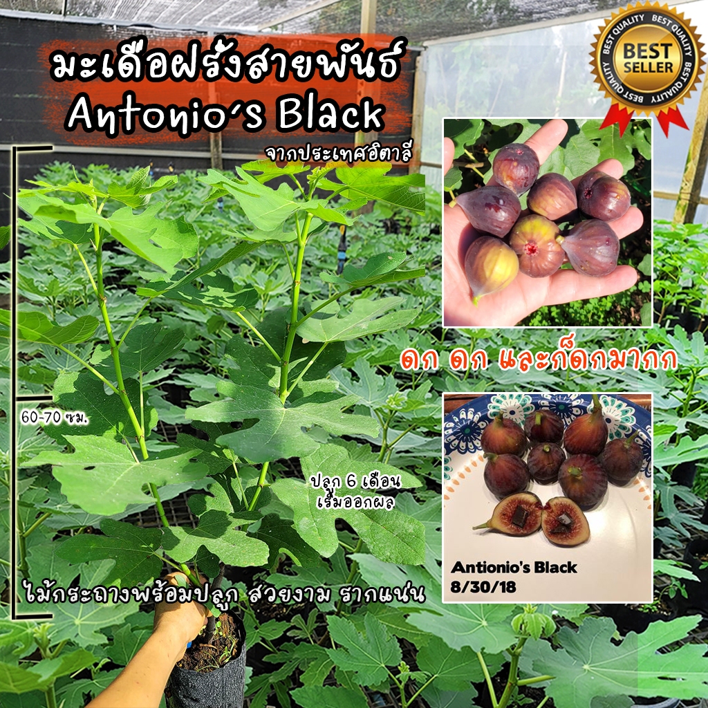 มะเดื่อฝรั่ง สายพันธ์ Antonio's Black สายพันธ์จากประเทศอิตาลี ต้นสวยงาม แข็งแรง รากแน่น พร้อมปลูก!!