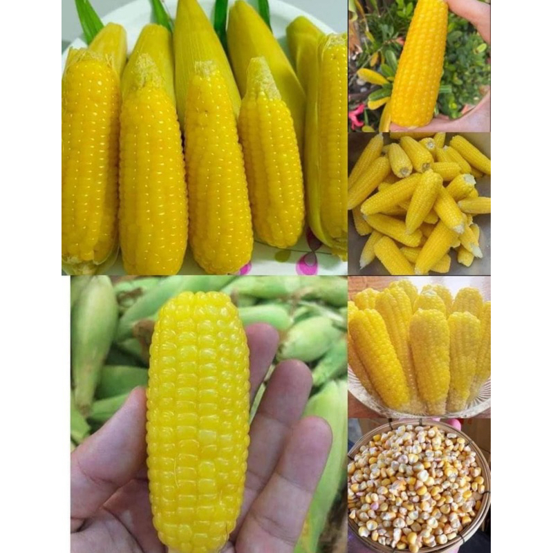 #เมล็ดพันธุ์ข้าวโพดเทียนเหลืองสายพันธุ์น้ำผึ้ง