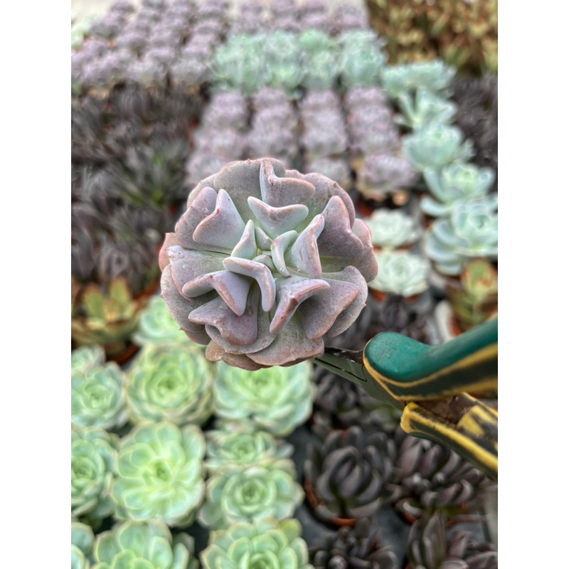 Echeveria คิวปิส สีม่วง