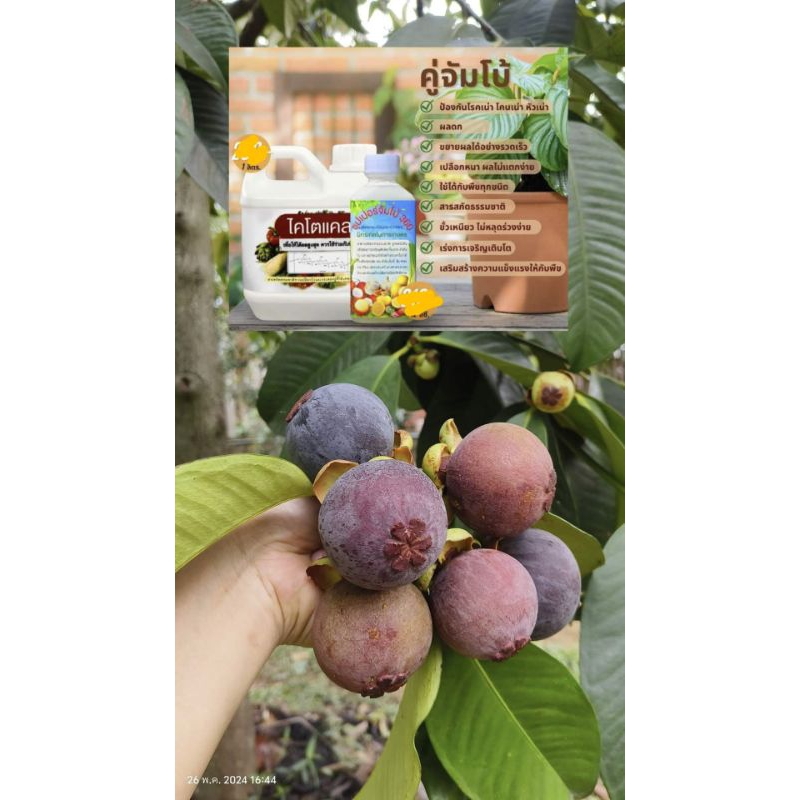 ซุปเปอร์จัมโบ้360 Amino-Gluco-Chitin ขยายผลใหญ่,โตไว,เร่งราก,ต้นแข็งแรง,ผลดก,ขั่วเหนียว ราคา ถูกที่สุด ดีลบีเคเค แกลเลอรีภาพที่ 7